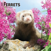 Ferrets | 2025 12 x 24 Inch Monthly Square Wall Calendar