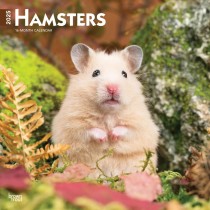 Hamsters | 2025 12 x 24 Inch Monthly Square Wall Calendar