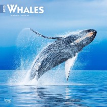 Whales | 2025 12 x 24 Inch Monthly Square Wall Calendar