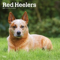 Red Heelers | 2025 12 x 24 Inch Monthly Square Wall Calendar