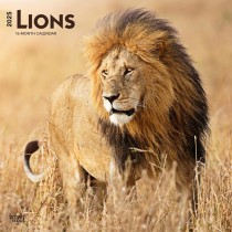 Lions | 2025 12 x 24 Inch Monthly Square Wall Calendar