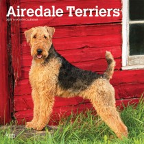 Airedale Terriers | 2025 12 x 24 Inch Monthly Square Wall Calendar | Plastic-Free