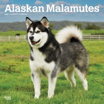 Alaskan Malamutes | 2025 12 x 24 Inch Monthly Square Wall Calendar | Plastic-Free
