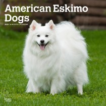 American Eskimo Dogs | 2025 12 x 24 Inch Monthly Square Wall Calendar | Plastic-Free
