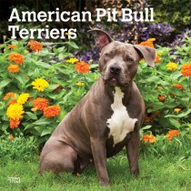 American Pit Bull Terriers | 2025 12 x 24 Inch Monthly Square Wall Calendar | Plastic-Free