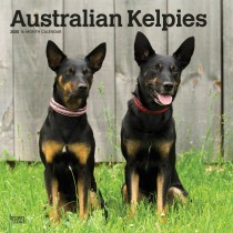 Australian Kelpies | 2025 12 x 24 Inch Monthly Square Wall Calendar | Plastic-Free