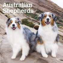 Australian Shepherds | 2025 12 x 24 Inch Monthly Square Wall Calendar | Plastic-Free