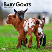 Baby Goats | 2025 12 x 24 Inch Monthly Square Wall Calendar