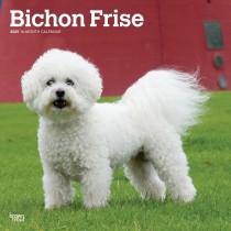 Bichon Frise | 2025 12 x 24 Inch Monthly Square Wall Calendar