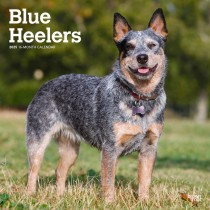 Blue Heelers | 2025 12 x 24 Inch Monthly Square Wall Calendar