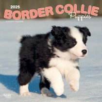 Border Collie Puppies | 2025 12 x 24 Inch Monthly Square Wall Calendar