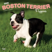 Boston Terrier Puppies | 2025 12 x 24 Inch Monthly Square Wall Calendar