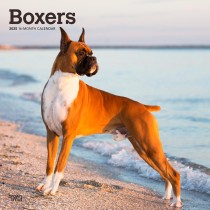Boxers | 2025 12 x 24 Inch Monthly Square Wall Calendar