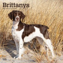 Brittanys | 2025 12 x 24 Inch Monthly Square Wall Calendar