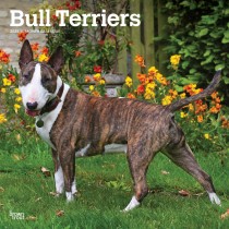 Bull Terriers | 2025 12 x 24 Inch Monthly Square Wall Calendar