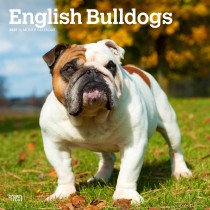 English Bulldogs | 2025 12 x 24 Inch Monthly Square Wall Calendar