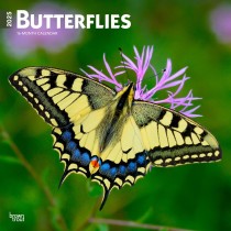 Butterflies | 2025 12 x 24 Inch Monthly Square Wall Calendar | Plastic-Free