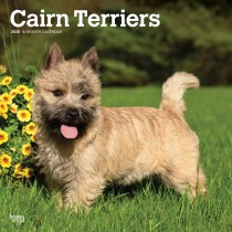 Cairn Terriers | 2025 12 x 24 Inch Monthly Square Wall Calendar