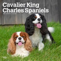 Cavalier King Charles Spaniels | 2025 12 x 24 Inch Monthly Square Wall Calendar