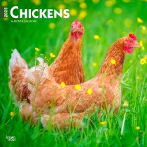 Chickens | 2025 12 x 24 Inch Monthly Square Wall Calendar