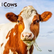 Cows | 2025 12 x 24 Inch Monthly Square Wall Calendar
