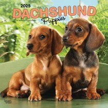 Dachshund Puppies | 2025 12 x 24 Inch Monthly Square Wall Calendar