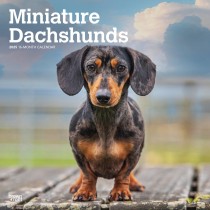 Miniature Dachshunds | 2025 12 x 24 Inch Monthly Square Wall Calendar
