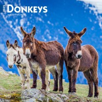 Donkeys | 2025 12 x 24 Inch Monthly Square Wall Calendar
