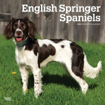 English Springer Spaniels | 2025 12 x 24 Inch Monthly Square Wall Calendar
