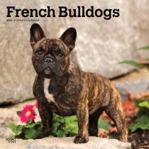 French Bulldogs | 2025 12 x 24 Inch Monthly Square Wall Calendar