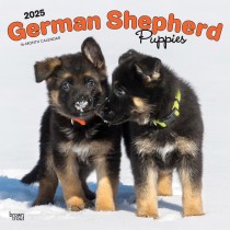 German Shepherd Puppies | 2025 12 x 24 Inch Monthly Square Wall Calendar