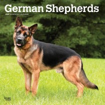 German Shepherds | 2025 12 x 24 Inch Monthly Square Wall Calendar