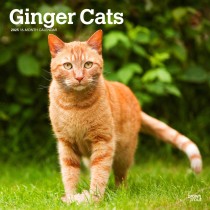 Ginger Cats | 2025 12 x 24 Inch Monthly Square Wall Calendar