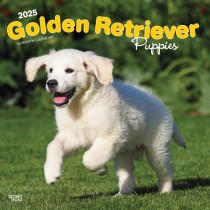 Golden Retriever Puppies | 2025 12 x 24 Inch Monthly Square Wall Calendar