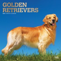 Golden Retrievers | 2025 12 x 24 Inch Monthly Square Wall Calendar | Foil Stamped Cover