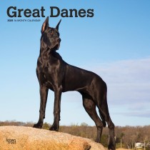 Great Danes | 2025 12 x 24 Inch Monthly Square Wall Calendar