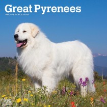 Great Pyrenees | 2025 12 x 24 Inch Monthly Square Wall Calendar