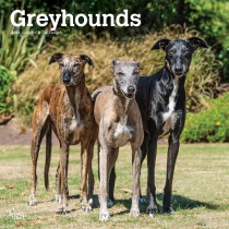 Greyhounds | 2025 12 x 24 Inch Monthly Square Wall Calendar