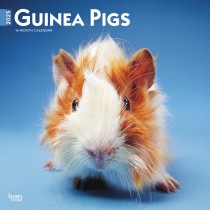 Guinea Pigs | 2025 12 x 24 Inch Monthly Square Wall Calendar
