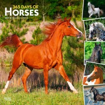 365 Days of Horses | 2025 12 x 24 Inch Monthly Square Wall Calendar
