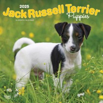 Jack Russell Terrier Puppies | 2025 12 x 24 Inch Monthly Square Wall Calendar