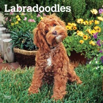 Labradoodles | 2025 12 x 24 Inch Monthly Square Wall Calendar
