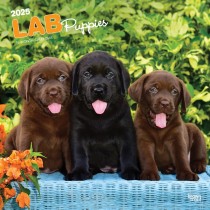 Labrador Retriever Puppies | 2025 12 x 24 Inch Monthly Square Wall Calendar
