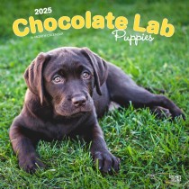 Chocolate Labrador Retriever Puppies | 2025 12 x 24 Inch Monthly Square Wall Calendar