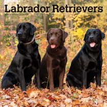 Labrador Retrievers | 2025 12 x 24 Inch Monthly Square Wall Calendar