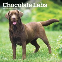 Chocolate Labrador Retrievers | 2025 12 x 24 Inch Monthly Square Wall Calendar