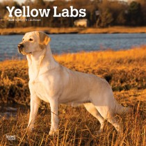 Yellow Labrador Retrievers | 2025 12 x 24 Inch Monthly Square Wall Calendar