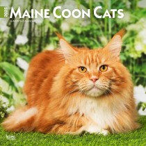 Maine Coon Cats | 2025 12 x 24 Inch Monthly Square Wall Calendar