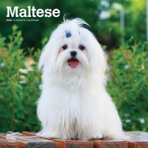 Maltese | 2025 12 x 24 Inch Monthly Square Wall Calendar