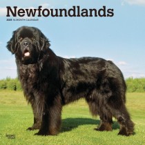 Newfoundlands | 2025 12 x 24 Inch Monthly Square Wall Calendar